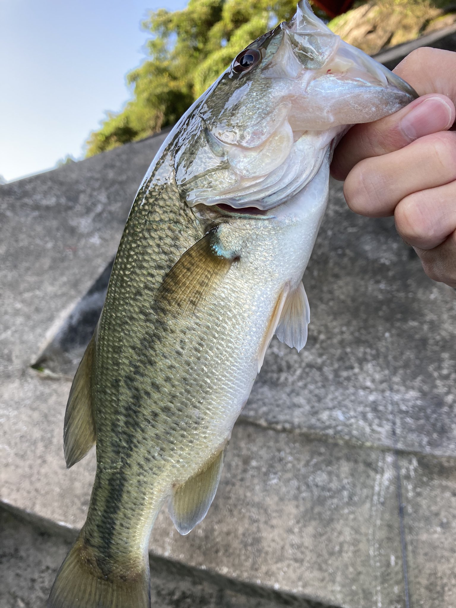 Ogajun40 バス釣り 三春ダム 三春ダムでトップのみで数釣り T Co D3vykvaszq Twitter