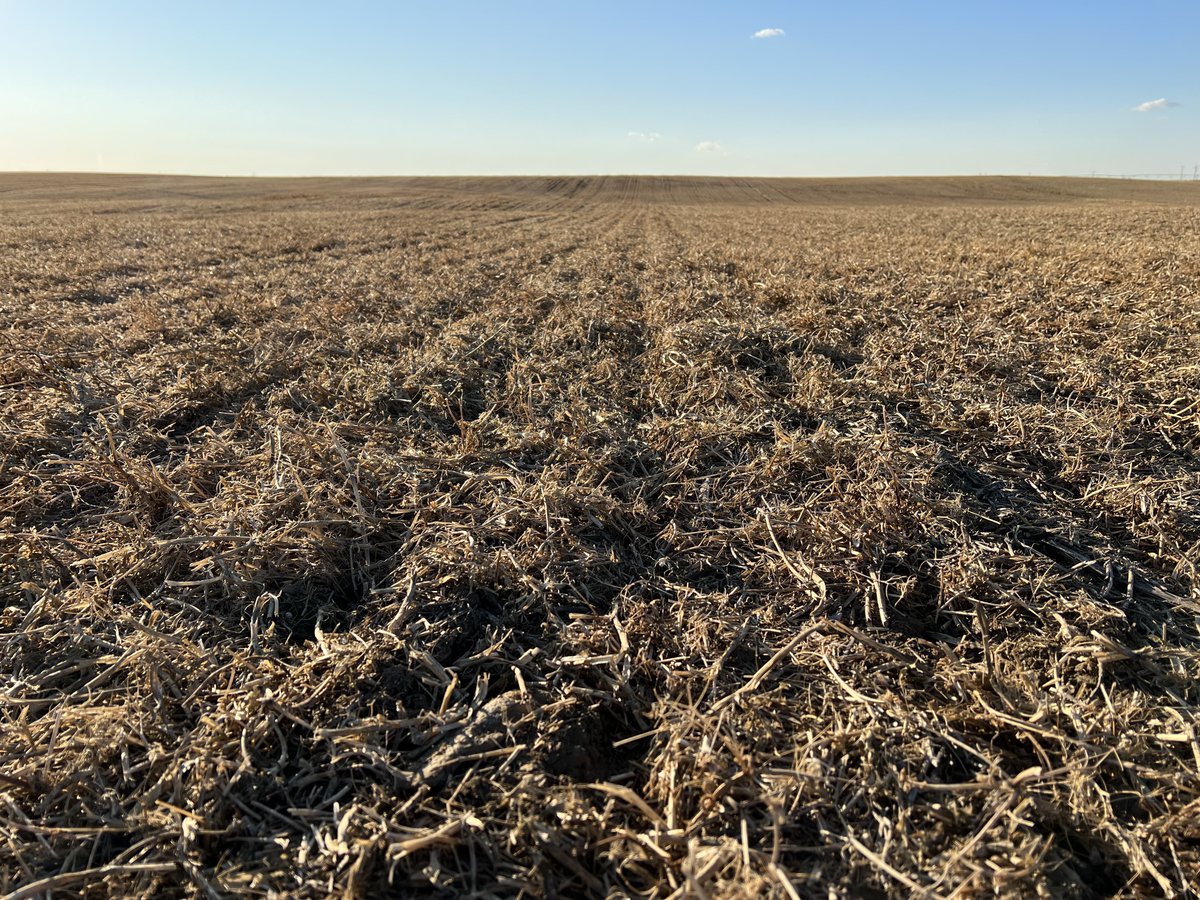 Stampseeds's tweet photo. AAC Coldfront select pedigree seed on pea stubble on irrigation. https://t.co/UwnjiMG6Hv
Let’s hope it yields as much as this seasons did 😁
Available summer of 2024
#CdnAg #CANADASREADY #harvest22 https://t.co/eAE6mCw7IL