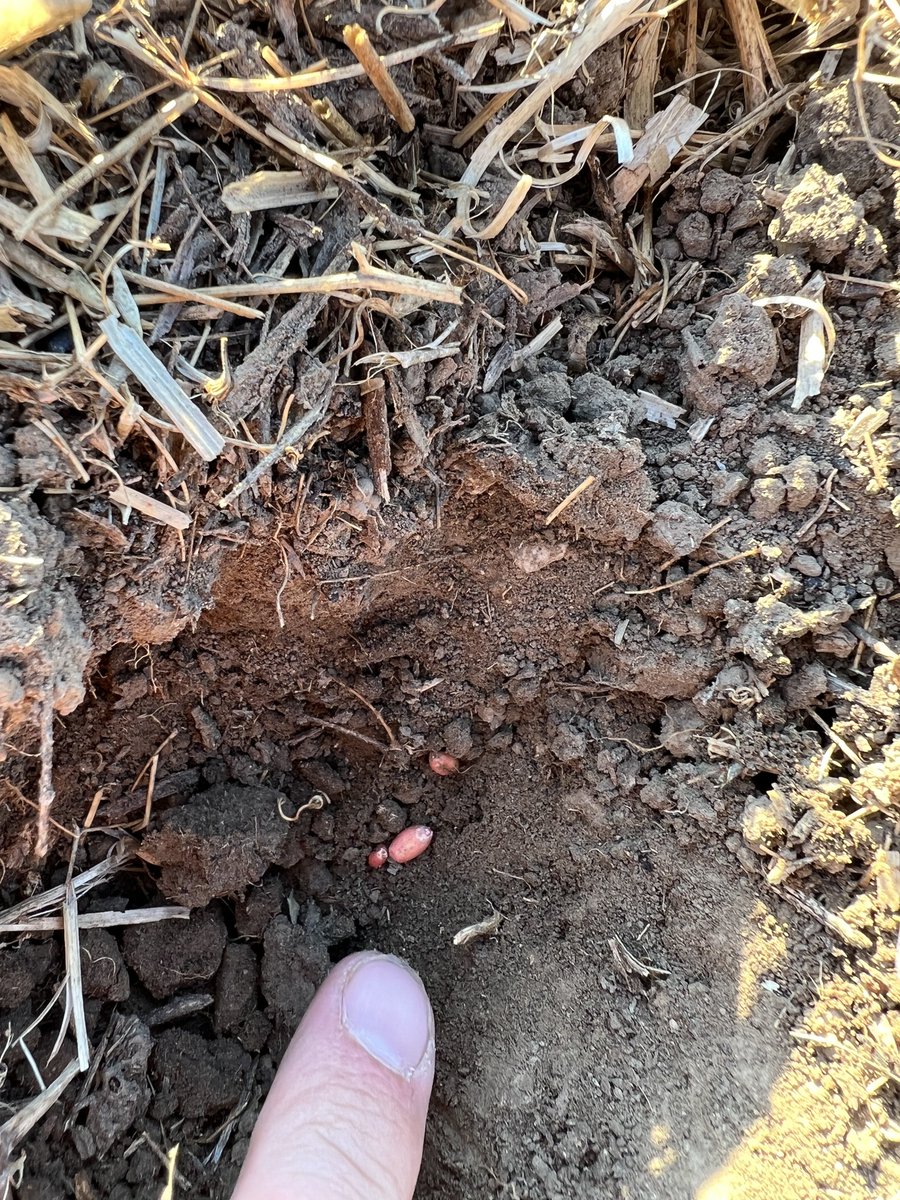 Stampseeds's tweet photo. AAC Coldfront select pedigree seed on pea stubble on irrigation. https://t.co/UwnjiMG6Hv
Let’s hope it yields as much as this seasons did 😁
Available summer of 2024
#CdnAg #CANADASREADY #harvest22 https://t.co/eAE6mCw7IL