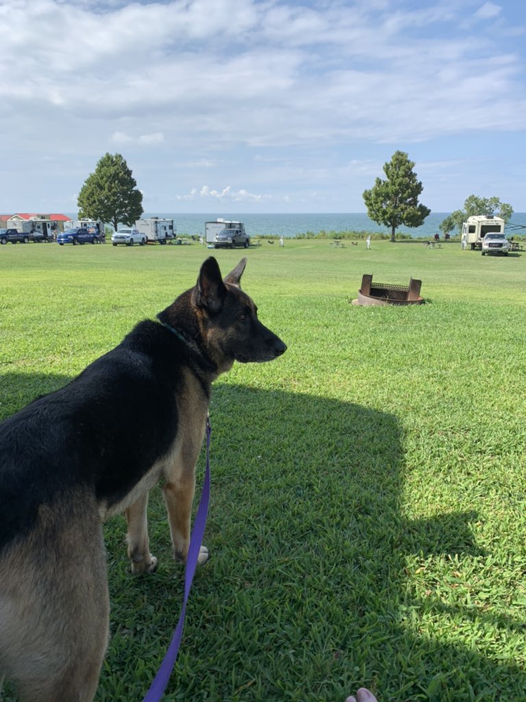 I am one spoiled girl.  Papa A just changed my food to Blue Buffalo with a couple spoonfuls of Blue Buffalo canned.  My water is always spring water not tap. #gsd #GermanShepherd #BlueBuffalo #springwater