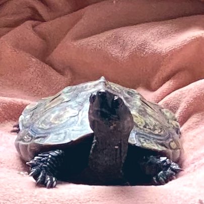 chimakihan's tweet photo. 日向ぼっこ最高！
#かめのすけ #くさがめ #かめ #亀 #reevesturtle #turtle #turtles #turtle🐢 #turtlelover #turtlelife #クサガメ #クサガメのいる暮らし #クサガメと暮らす https://t.co/7iicxR9R5R