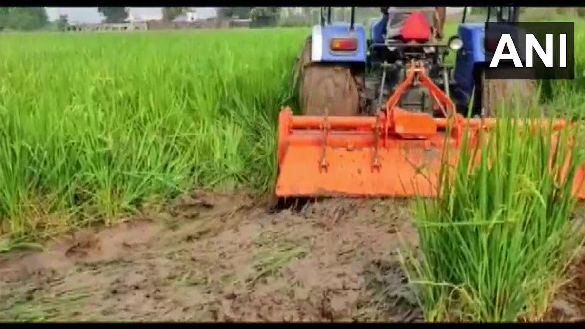Punjab | 700 acres of paddy crops were ruined in Pathankot Paddy crops are affe... - Kannada News