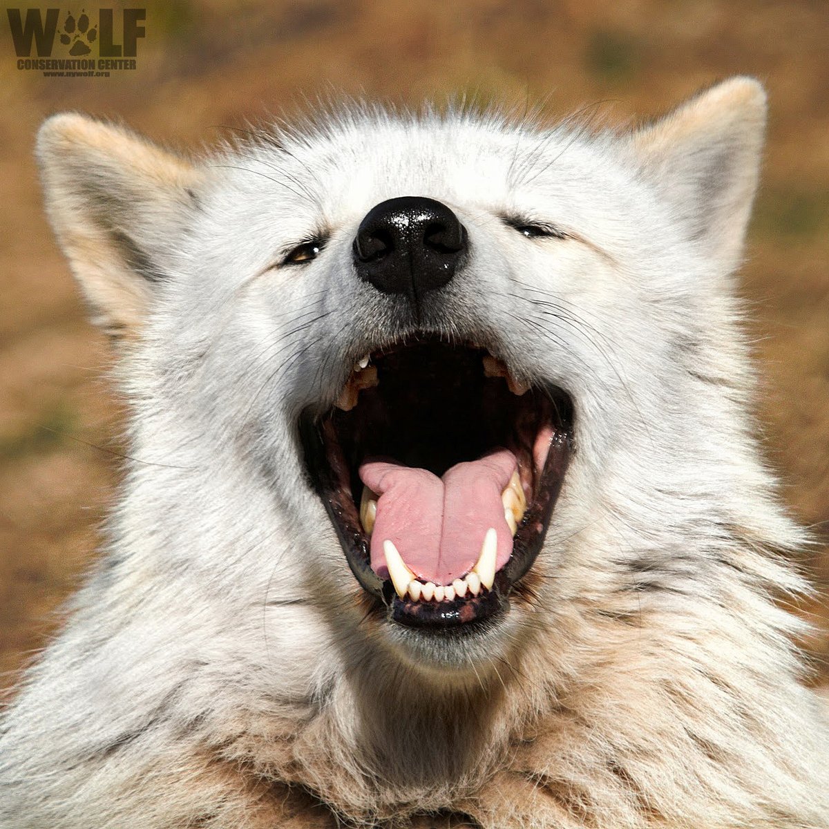 HELLO, WEEKEND! 🐺