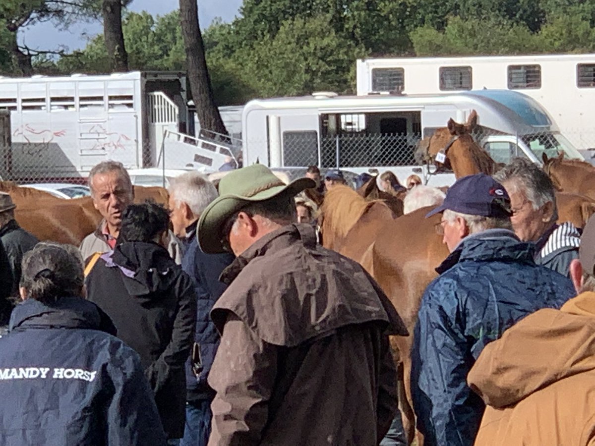 phgosselin's tweet photo. #FoireDeLessay @LaManche50
La Ste Croix de Lessay:
c’est plus de 1500 exposants et 300000 visiteurs ce week-end!
Une vitrine de l’excellence agricole et gastronomique notamment de la #Manche.
Mythique et incontournable!
Elle vous attend, petits et grands! https://t.co/C1r3Vw7BtL