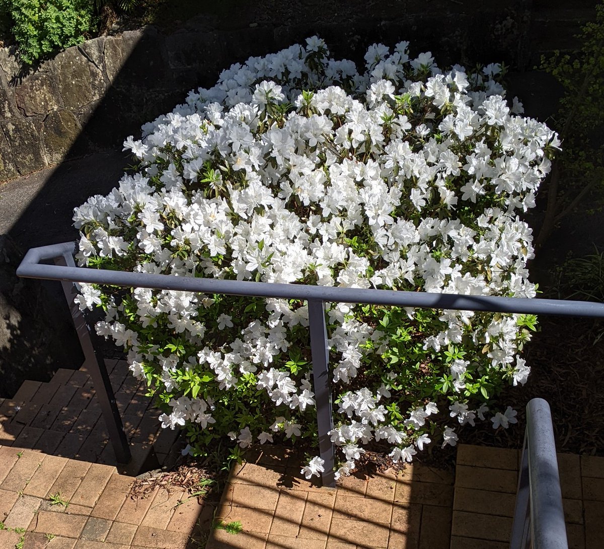 Zimmer4mp's tweet photo. Our annual floral display of azaleas has bloomed. AZ https://t.co/fctgi0MSCv