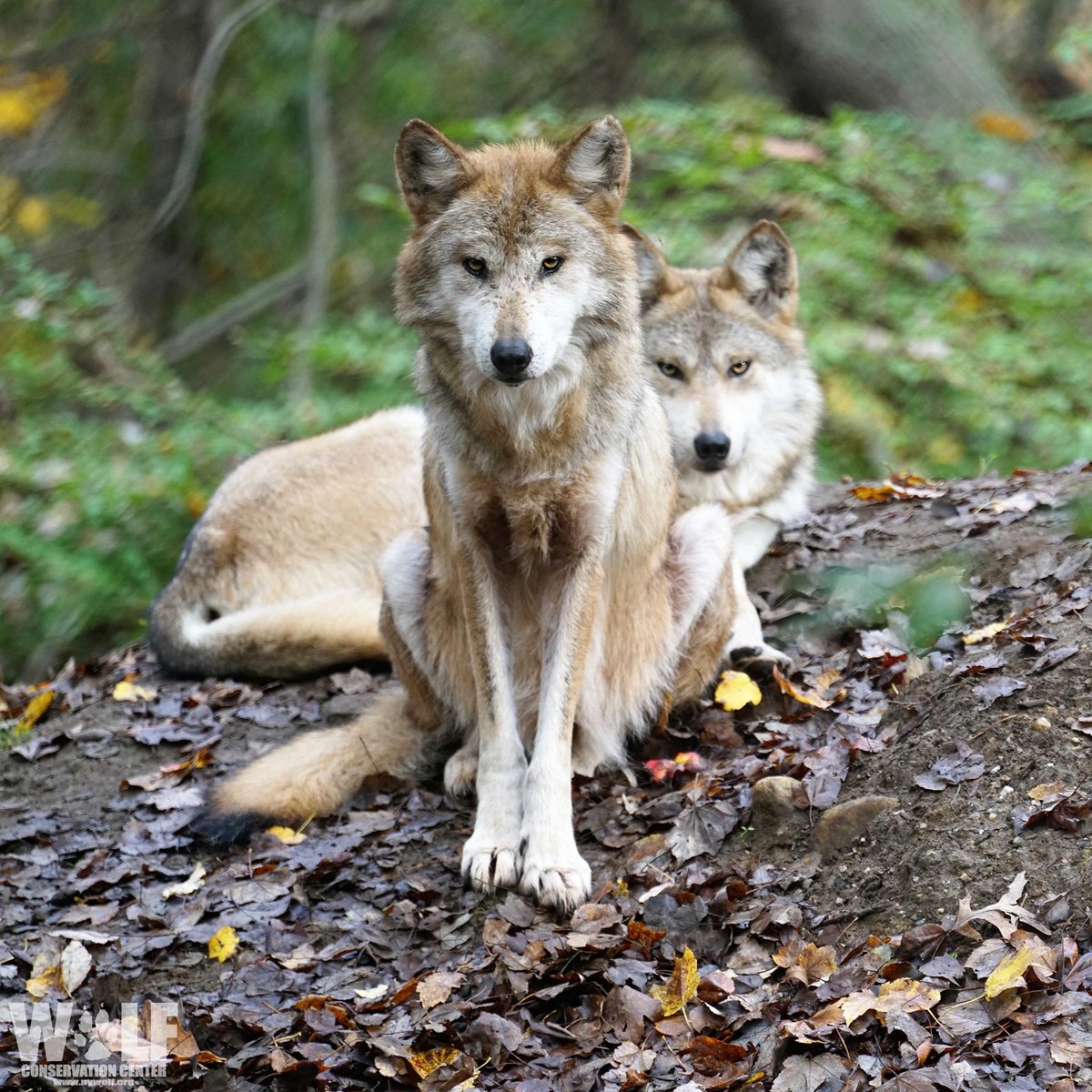 Have you met Rosa? 🐺

Beyond being beautiful, this 14-year-old Mexican gray wolf is the fiercely protective matriarch of her endangered family. She's intelligent, she's loving, and she's a wonderful role model.

Meet all 32 wolves who call the WCC home ➡️ nywolf.org/adopt-a-wolf/