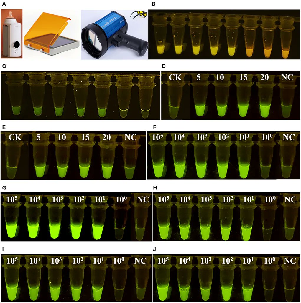 sci_plant's tweet photo. CRISPR/Cas12a-based biosensing platform for the on-site detection of single-base mutants in gene-edited rice 

https://t.co/KMszAroju5 
#plantsci ♻️ https://t.co/trd0mvNTbC