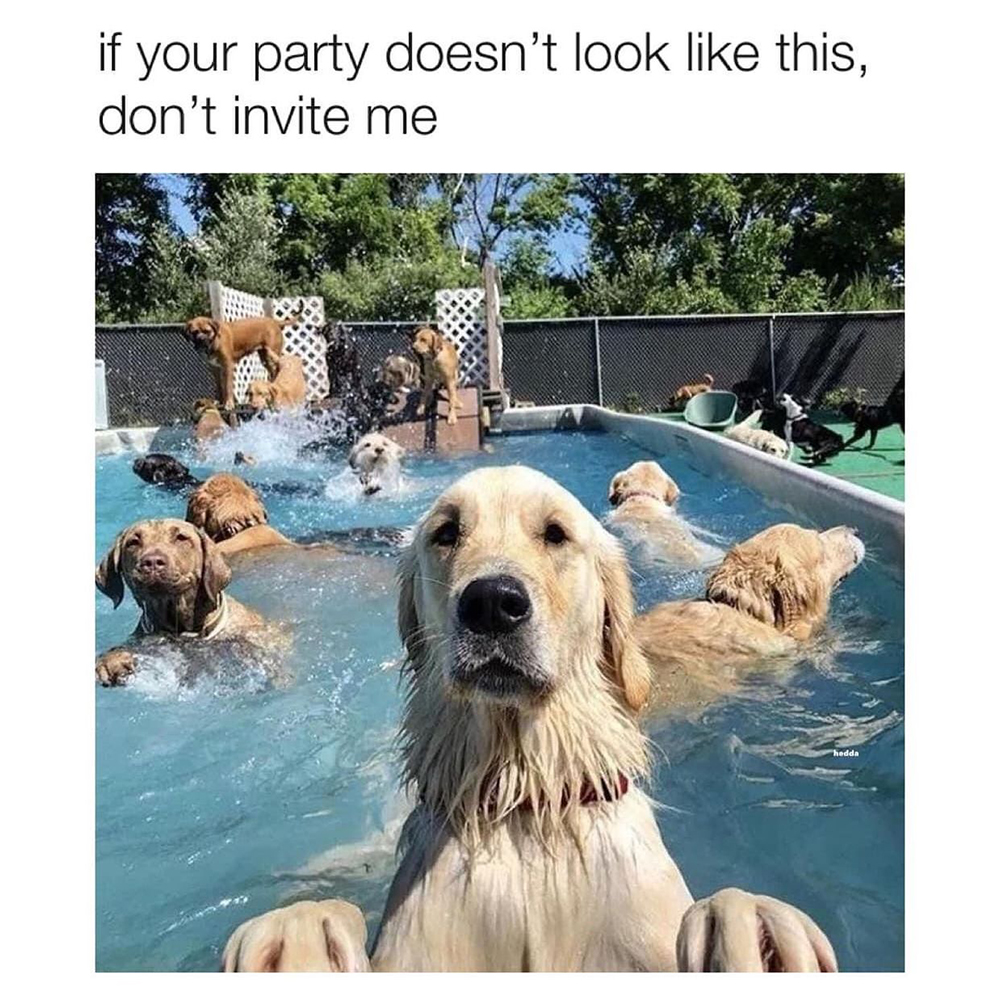 CocktailCritter's tweet photo. That smile! 🥺😍

#puppies #dogmemes #dogs #dachschund #dachschunddog #dogsofig #memepage #ilovemydog #puppiesofinstagram #dogsofinstagram #adoptdontshop #rescuedogsofinstagram #dogmemeofinsta #dogmemejunkie https://t.co/R008cKbPvH