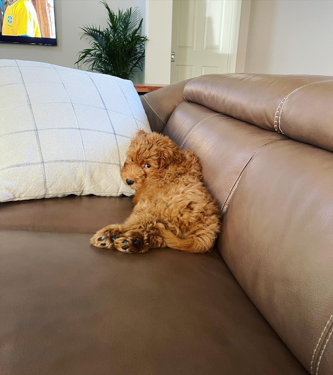 LosPollosTV's tweet photo. Meet my boy, Tino ! 🐶 https://t.co/S0Cvm7twV6