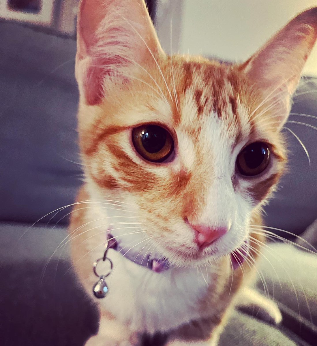 KingwoodMSDrama's tweet photo. Forgot to post this news last week, but we have a new member of our family—meet Charlotte. 💗 #DramaCat #OrangeTabby #Adopted #SoLovedAlready https://t.co/cUiQwHBOpr