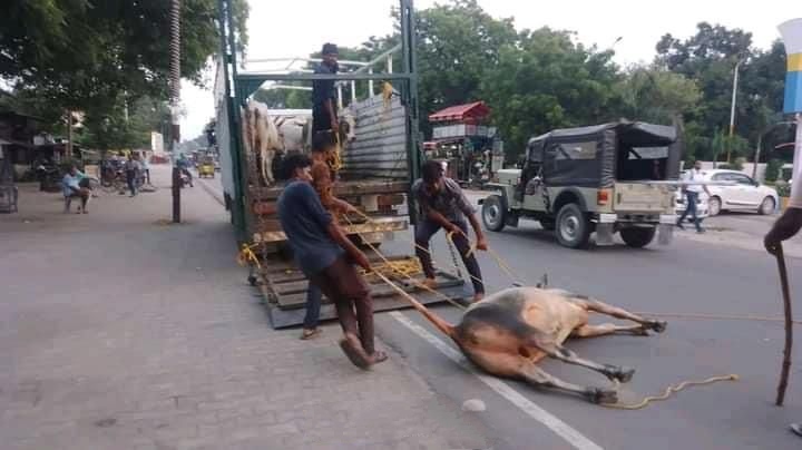 MohitVerma151's tweet photo. सड़कें रहे सुधार,जब ��ोगी जी रहे पधार!
गोला गोकर्णनाथ में मुख्यमंत्री के आगमन पर रस्सी से घसीट कर हटाए जा रहे आवारा पशु।
जनता रोज मरती है तब व्यवस्था नहीं होती मुख्यमंत्री के लिए बेरहमी से हटाया जा रहा। शर्मनाक!
@samajwadiparty @yadavakhilesh @akashlala – https://t.co/YYJ30buaIC
