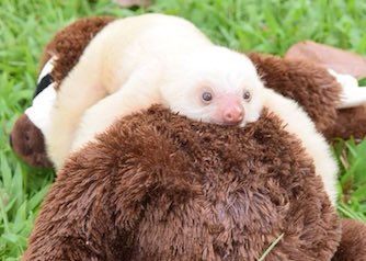 todayyearsold's tweet image. Oh my god I just learned that baby sloths love to cuddle so much that at animal sanctuaries, orphaned sloths will sometimes refuse to eat without a cuddle buddy or stuffed animal.