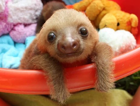 todayyearsold's tweet image. Oh my god I just learned that baby sloths love to cuddle so much that at animal sanctuaries, orphaned sloths will sometimes refuse to eat without a cuddle buddy or stuffed animal.