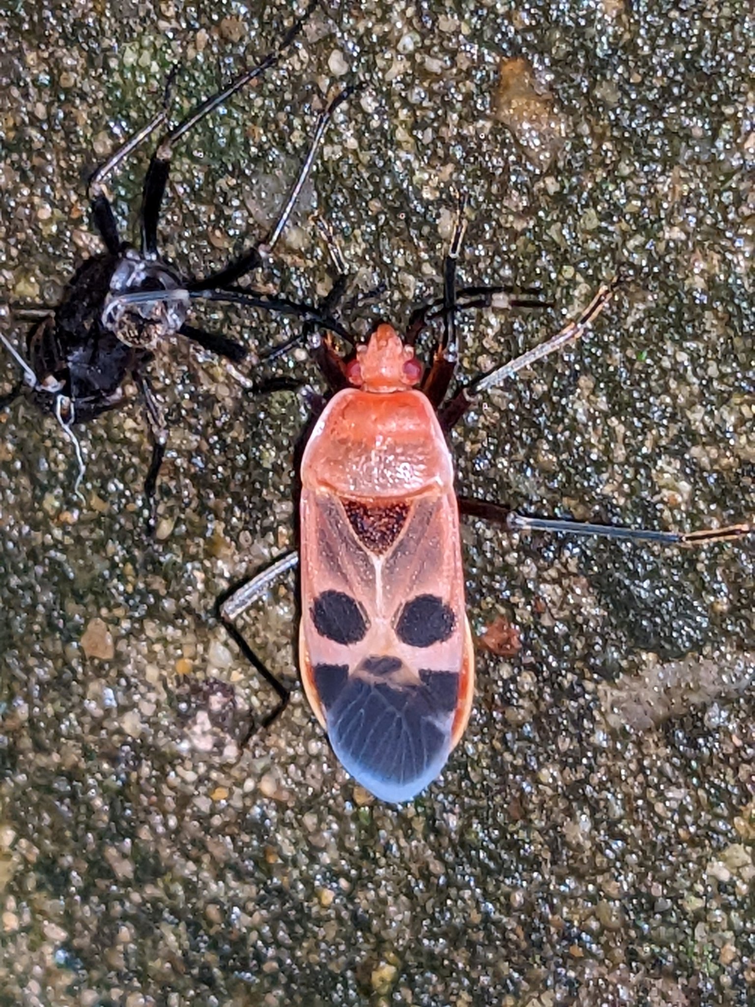 تويتر Oちゃん على تويتر カメムシ脱皮 T Co Zfeusspkiy