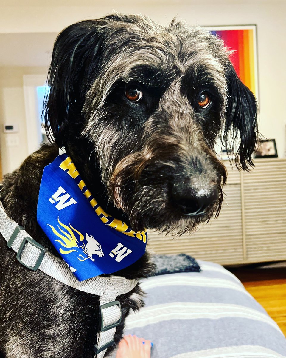 Siena loves the Pride. #DogsofWidener <a href="/WidenerUniv/">Widener University</a>