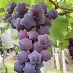 ちょっかわいい？星型ぶどうができるまでも裏側!