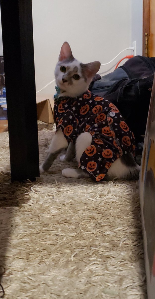 ErinTweets2Much's tweet photo. Spooky jammies. 🧡🎃 https://t.co/X1oqlOi3oC