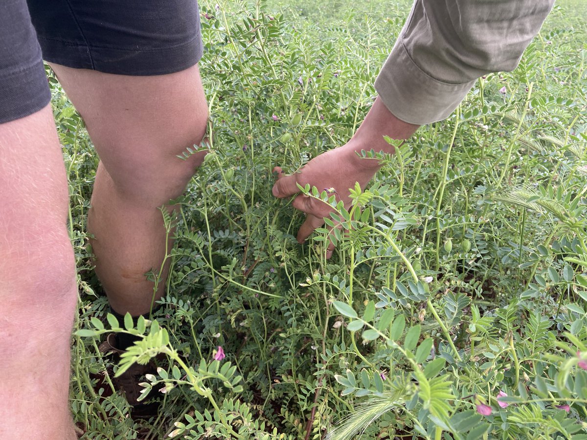 eyres_N's tweet photo. If it’s April 15, it’s too late for chickpeas.
If we want to #droughtproof our #farming systems, we need more legumes.
Invest in chickpea market access, political relations and volatility.
#sustainability in Ag should be a priority, retaining value on-farm is 🔑 https://t.co/D9WPjFQVtt
