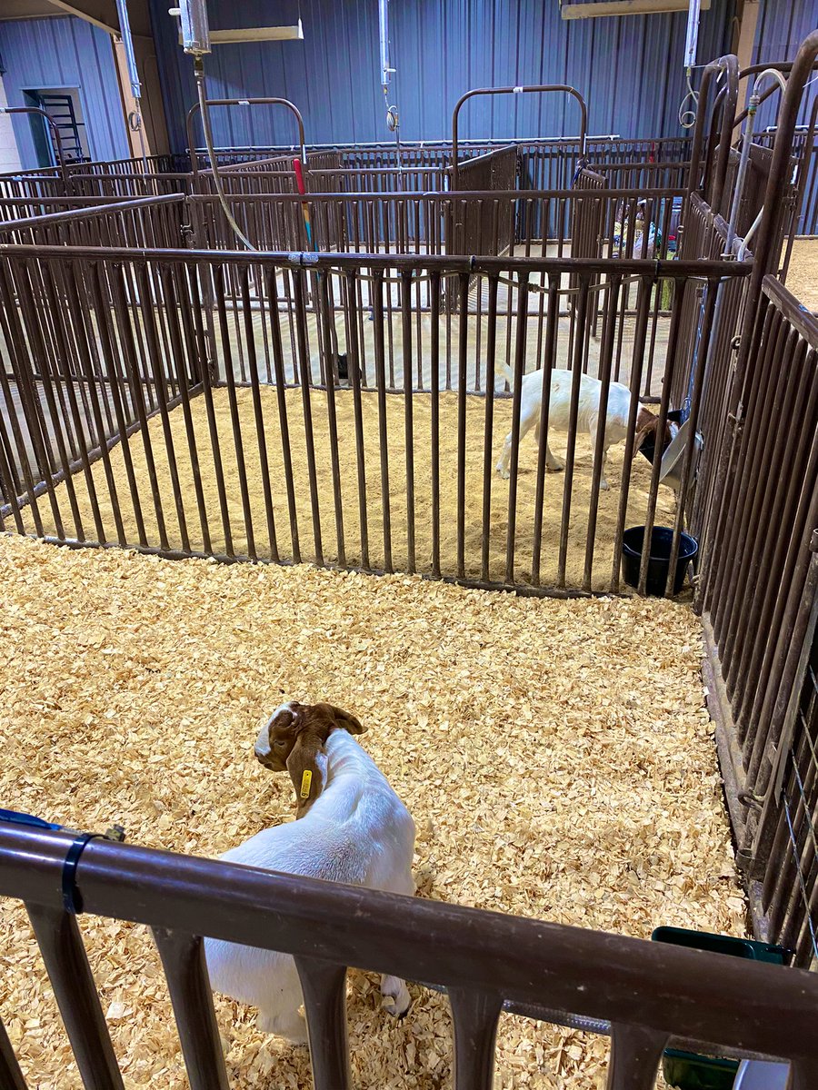 Lambs and goats have officially landed!!! Please help me welcome the newest members of the LISD family!!🐑🐐 #OneLISD #ffa #agteacherincharge <a href="/lisdcte/">Career & Technical Education Lewisville ISD</a> <a href="/TECCwest/">TECC West</a>