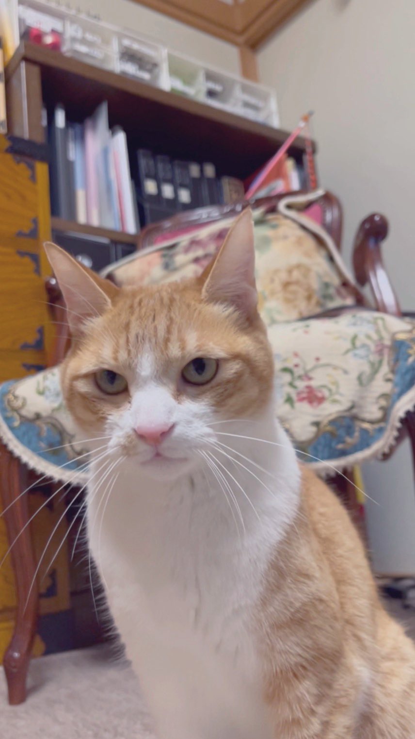 تويتر 真d على تويتر Rt Tyatora17kinako おはようにゃん 今日は機嫌悪いにゃん 猫 かわいい猫 凶暴猫 T Co Dzqmatso06 تويتر 真d على تويتر Rt Tyatora17kinako おはようにゃん 今日は機嫌悪いにゃん 猫 かわいい猫 凶暴猫 T Co Dzqmatso06