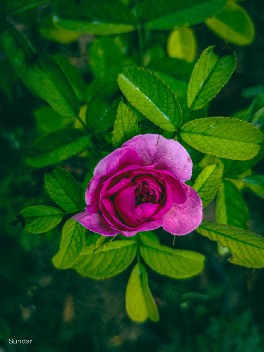 sundarmercury's tweet photo. Be the rose...Be the queen..๐๐
#sunclix
#NaturePhotography
#Rose
#PhotoOfTheDay https://t.co/LqNj72gRGM