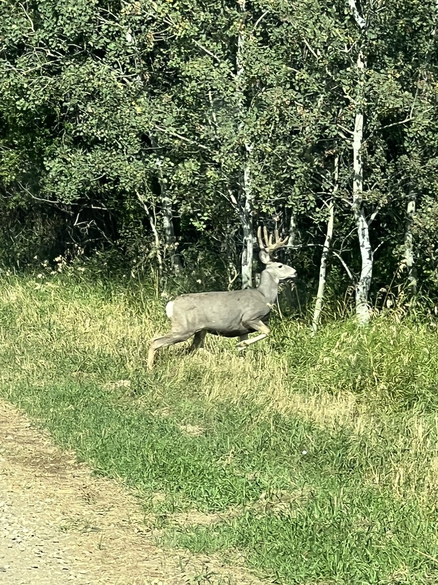 grassncows's tweet photo. Busy road this afternoon. #ohdeer #notJohn https://t.co/Pt9sLzfvGf