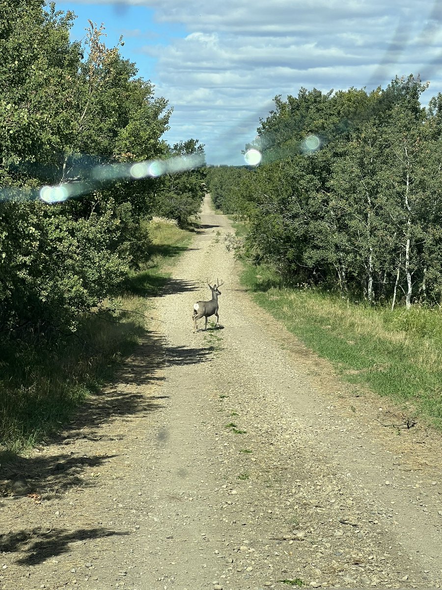 grassncows's tweet photo. Busy road this afternoon. #ohdeer #notJohn https://t.co/Pt9sLzfvGf