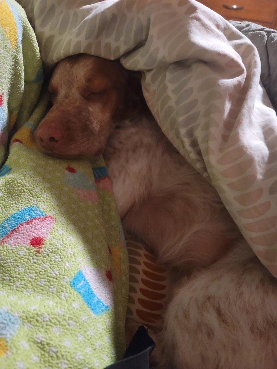 TeamENZ0's tweet photo. @DavidSm24492225 He only does that when he's hungry or wants to play fetch! 🤣😂🤣 Otherwise he's a sweet cuddle bug like this! 🥰🥰🥰 https://t.co/BnSIMnPtOk