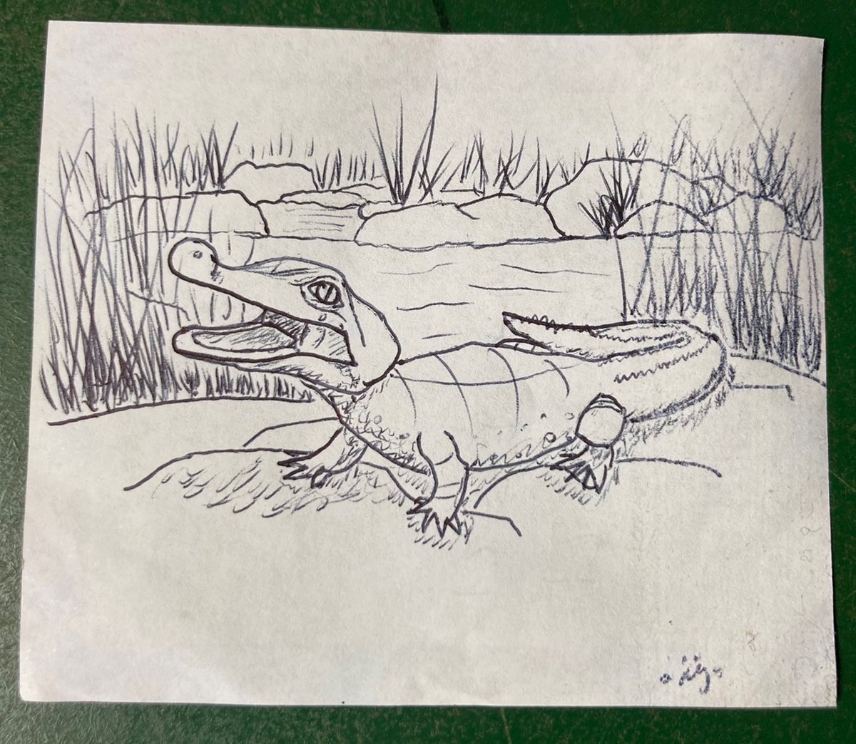 Notebooktheoce1's tweet photo. It’s not a pogona pic, but thought you might appreciate a baby alligator sketch

@DesertP_Art  #DesertPArt https://t.co/qEqpkM9TIl