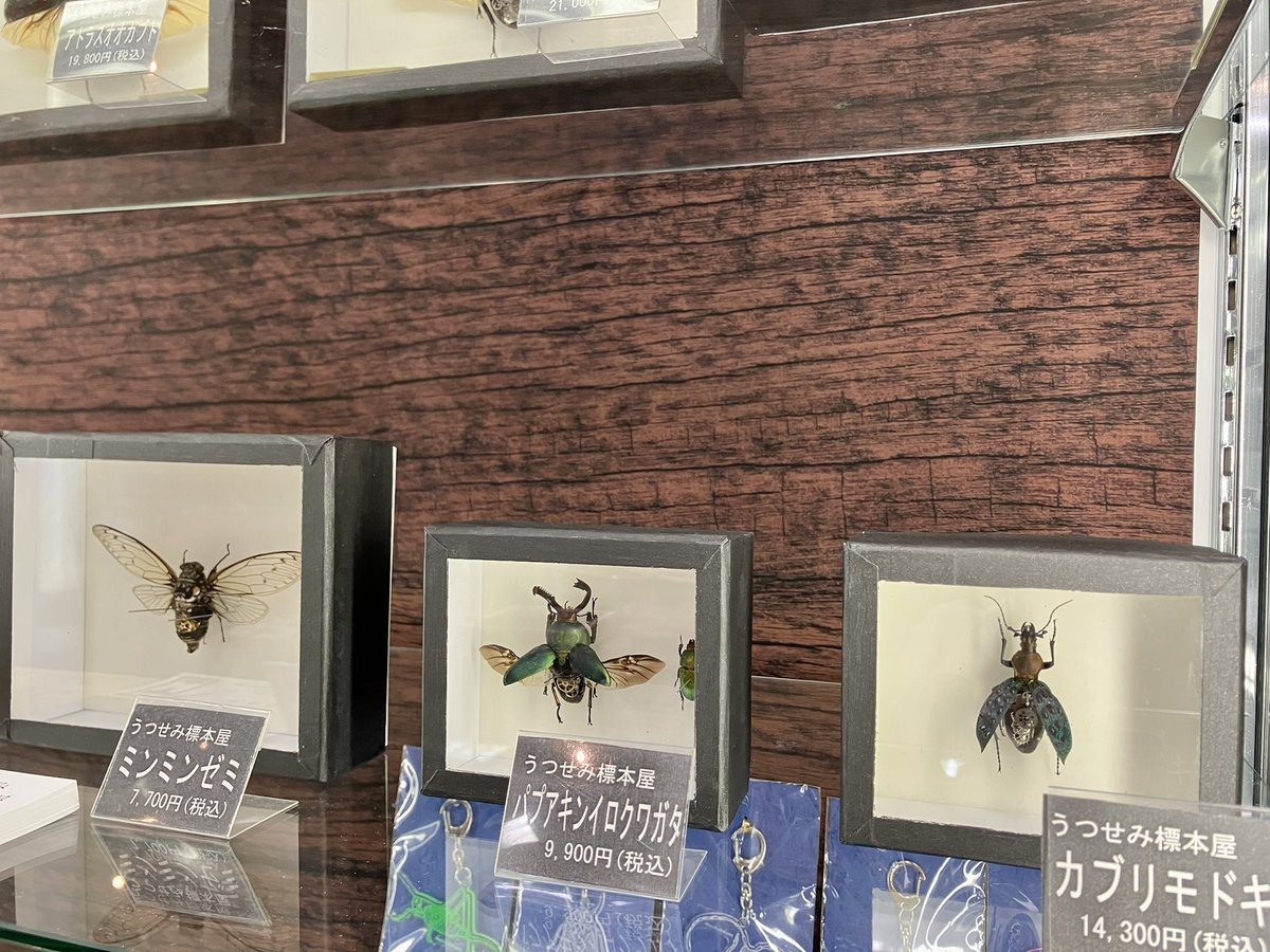 東京蟲選び より、うつせみ標本屋(@0111Swk)のご紹介✨ 