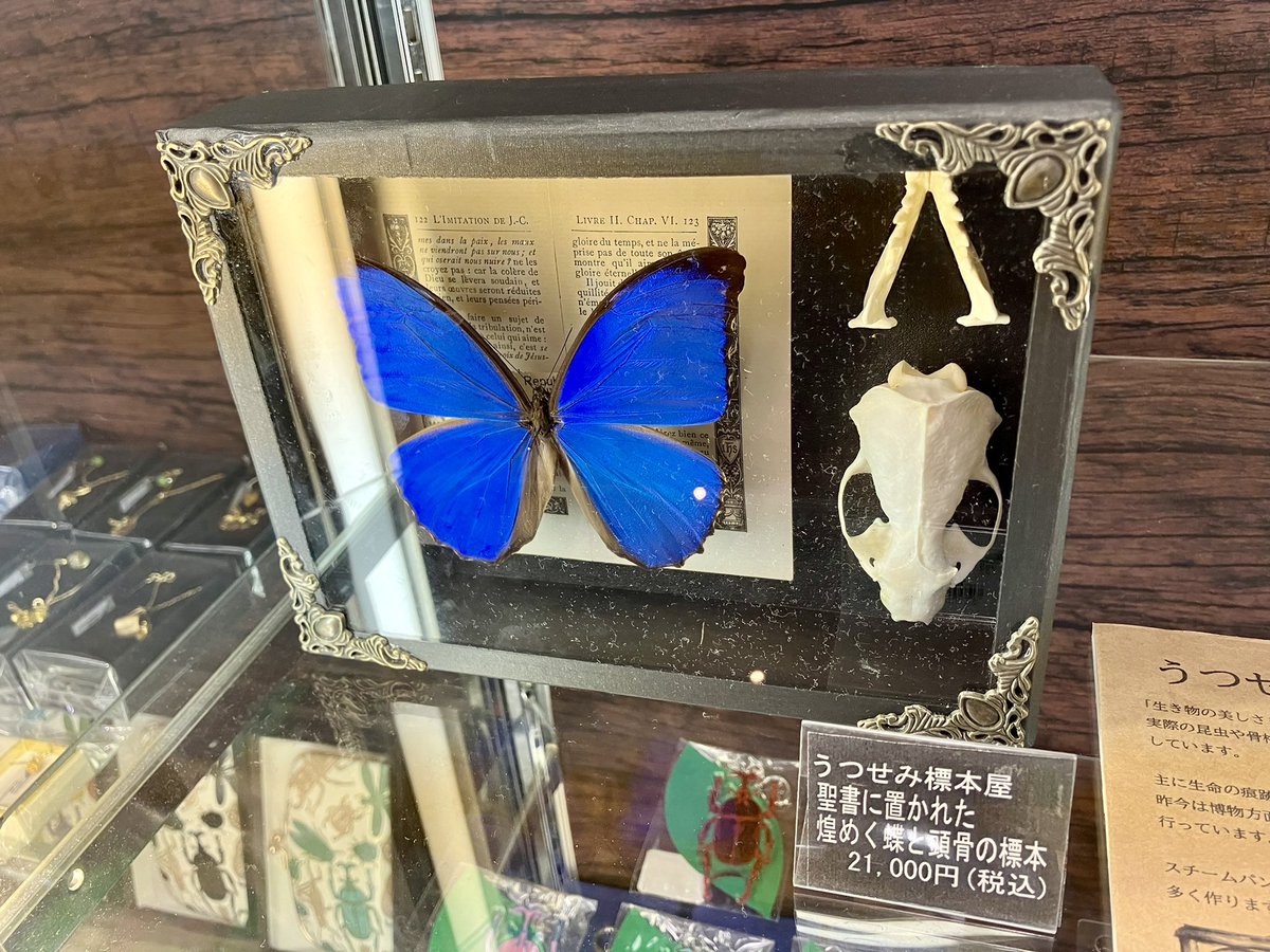 東京蟲選び より、うつせみ標本屋(@0111Swk)のご紹介✨ 