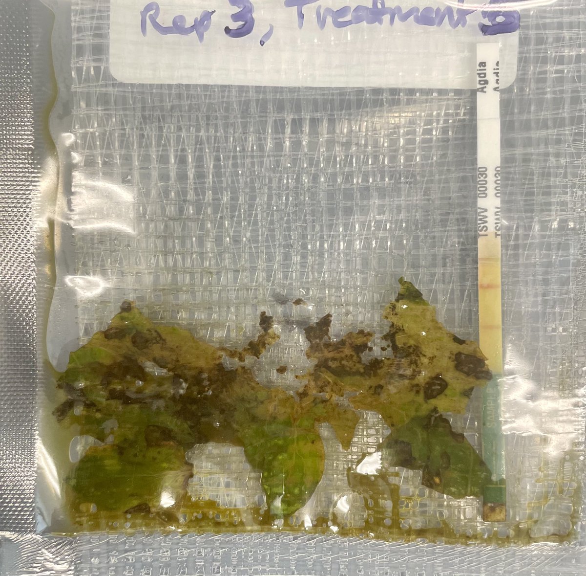 The plant in front has tomato spotted wilt virus (TSWV). Confirmed by <a href="/Millercrops/">Taylor Miller</a>.
