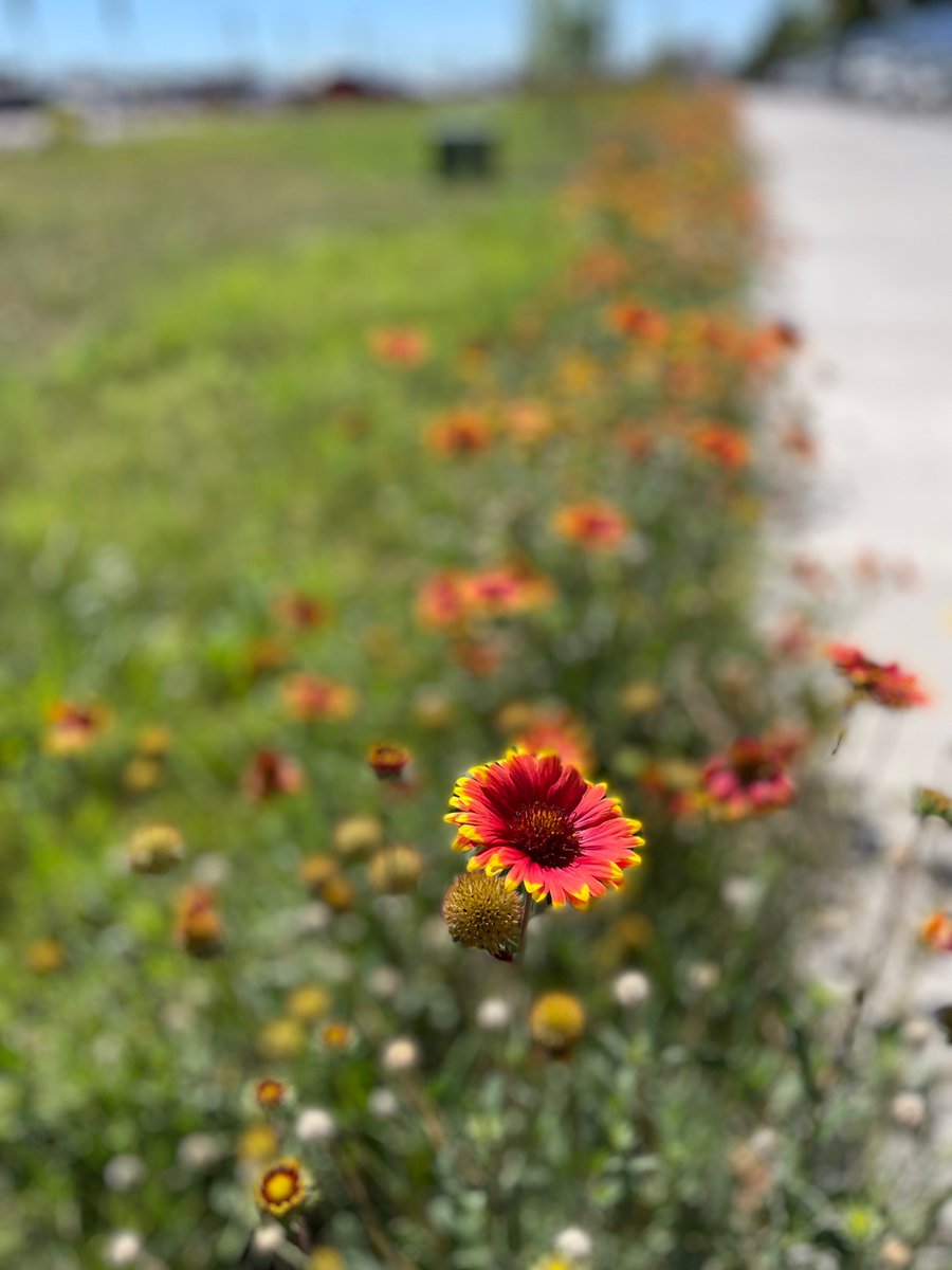 Cuellar414's tweet photo. Finally figured out #potraitMode on my #iPhone took this amazing shallow depth of field #photograph #nature #photography https://t.co/QGGgOmEHsr