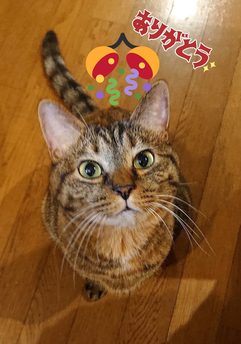 ネコ好き FFB2E2ZaAAESMwU.jpg