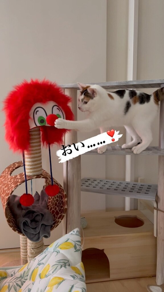 Chiii_chi__'s tweet photo. にいさん帰ってきた。なんかしてくれた…
#猫 #ねこ #保護猫と暮らす #猫のいる暮らし #にゃんすたぐらむ #猫部　#ペコねこ部　#nyancon01 #sippoストーリー
#cat  #고양이　#catstagram #catlife #catsofinstagram 
#djlove [InstaVideo]:https://t.co/HbOPCSdFCl https://t.co/iHgj0oDkBQ