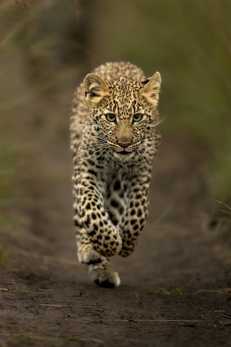 Runner! 
#leopard #runner #wildlifephotography @PawsTrails