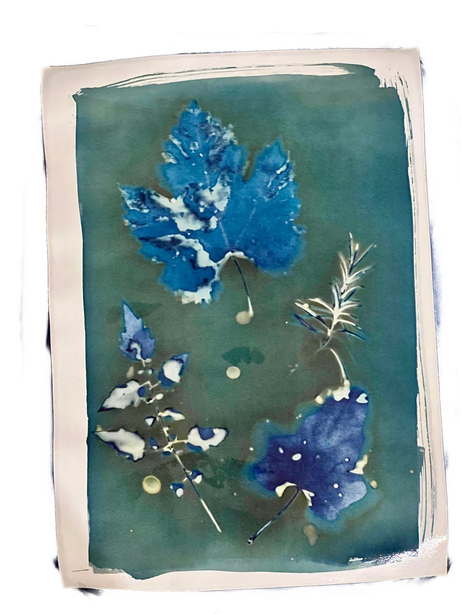 Саботна мокра цијанотипија 
#zrnofestival