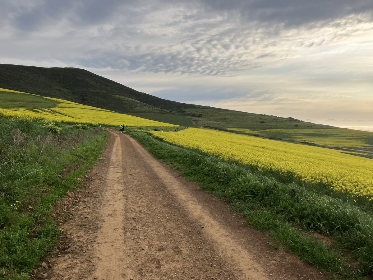 viljoenvn's tweet photo. Took these pics while running at #Meerendal this morning.
#Durbanville #CapeTown @CapeTownEtc #canolas #Spring
10 September 2022 https://t.co/nBoCfV8Rao