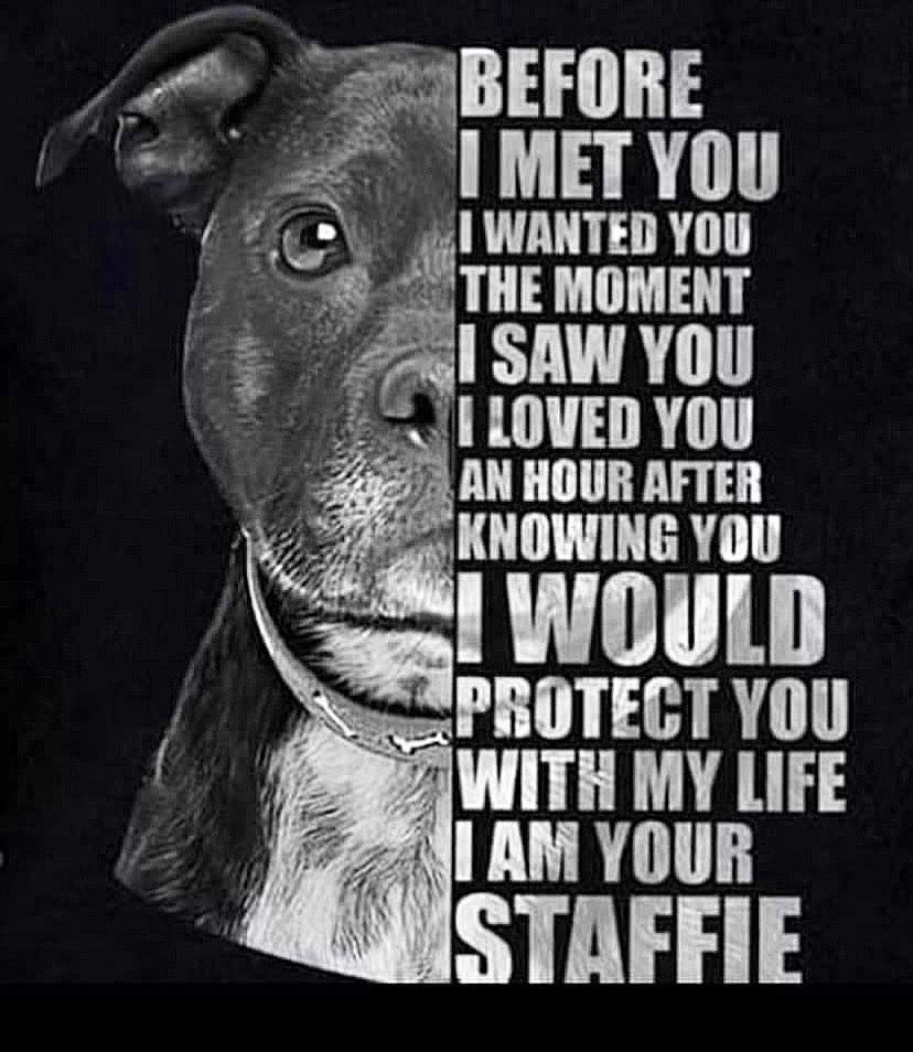 Happy <a href="/StaffieSaturday/">Staffie Saturday</a> have a wonderful and safe weekend you beautiful #dogs #DogsAreFamily #DogsOnTwitter #StaffordshireBullTeriers 🥰😘🐶👌🏻