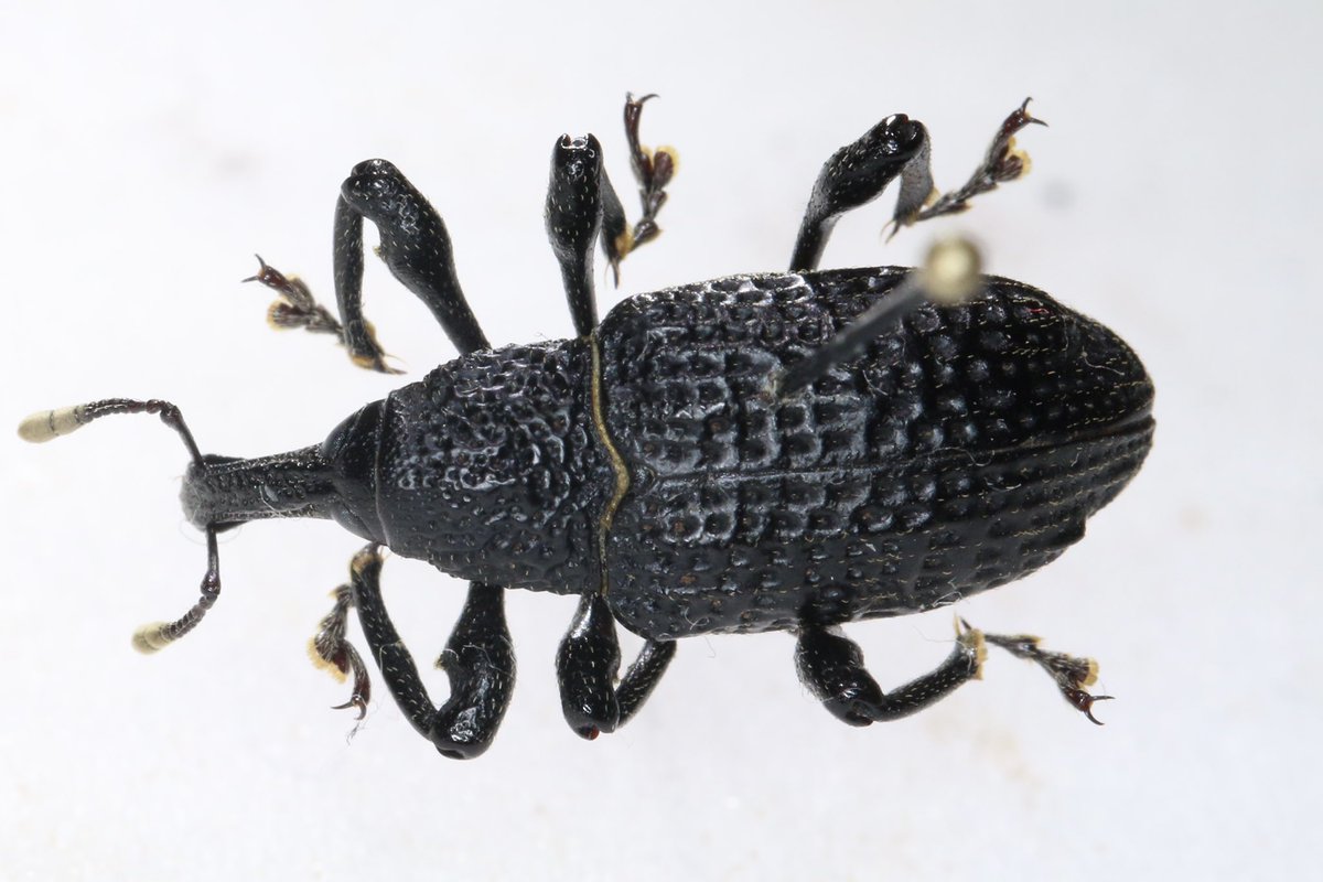 PassionEntomo's tweet photo. Observation cet été dans le lot d’une espèce invasive récemment installée dans le sud de la France : Aclees taiwanensis, les larves se développant dans les fuguiers… #insectes #especeinvasive #lot #aclees @INPN_MNHN @SocEntomolFr @Opie_insectes https://t.co/TQhmGnjnjH