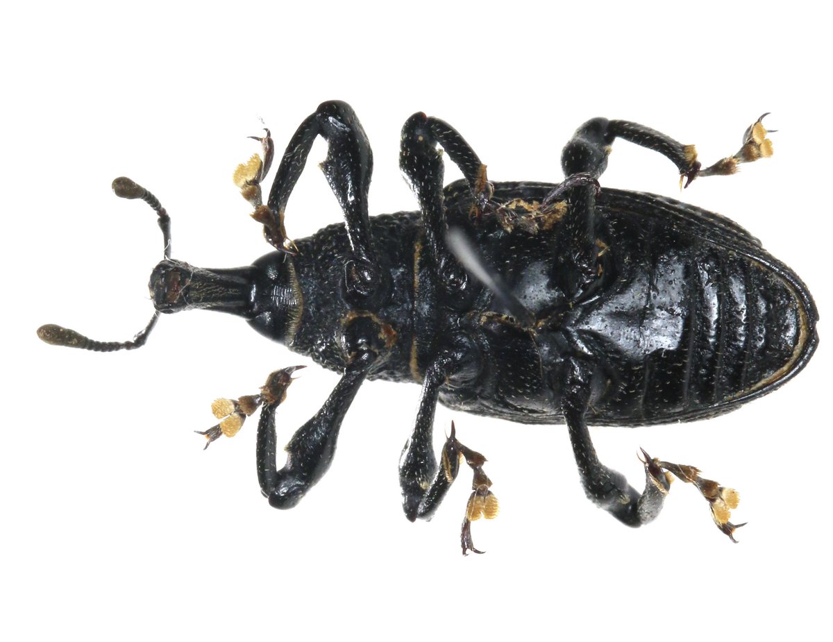 PassionEntomo's tweet photo. Observation cet été dans le lot d’une espèce invasive récemment installée dans le sud de la France : Aclees taiwanensis, les larves se développant dans les fuguiers… #insectes #especeinvasive #lot #aclees @INPN_MNHN @SocEntomolFr @Opie_insectes https://t.co/TQhmGnjnjH