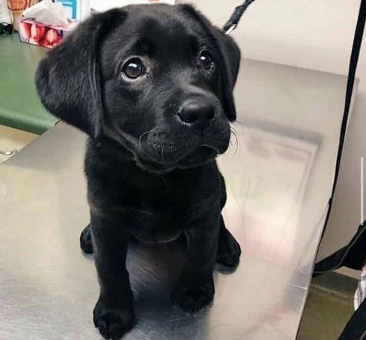 Doglover tweet media