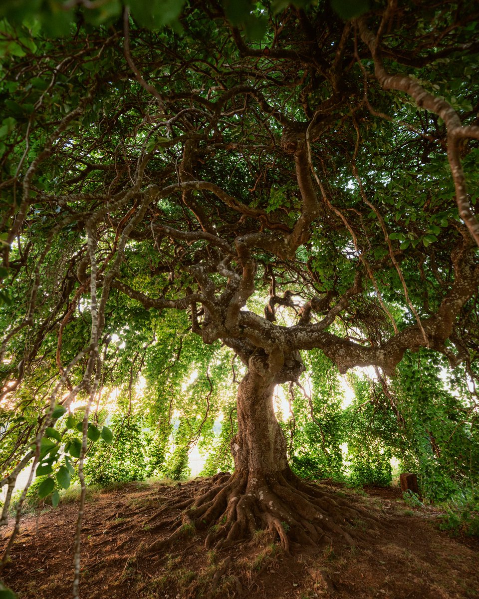 A magical tree I found the other day 😍