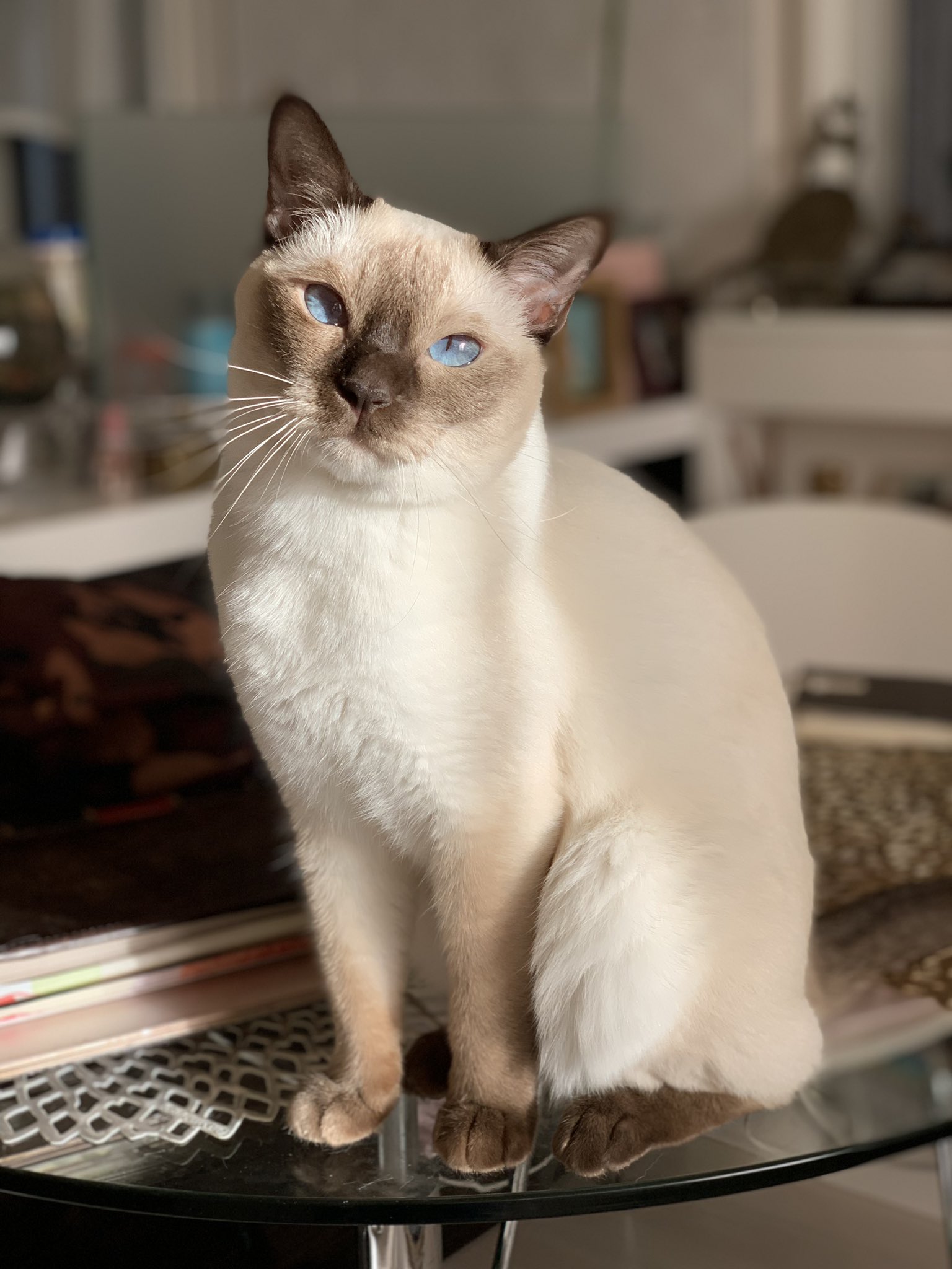 エマコロ 西日が眩しいニャ トンキニーズ Tonkinese トンキニーズエマ Tonkinesecats Cutiecat ねこのいる生活 Siamese 猫のいる暮らし Cute 猫好きさんと繋がりたい T Co Ewz1fr7hty Twitter