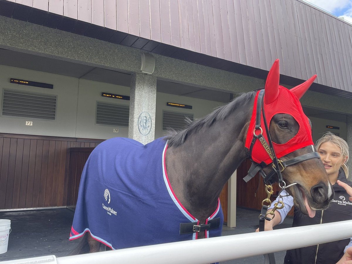 dansdrivel's tweet photo. Great win by #HighEmocean at @FlemingtonVRC today. Great ride by Harry Coffey, great prep by the team at @cmaherracing and great hospitality in the winners bar, I finally got in there https://t.co/8CDMcLBXUS