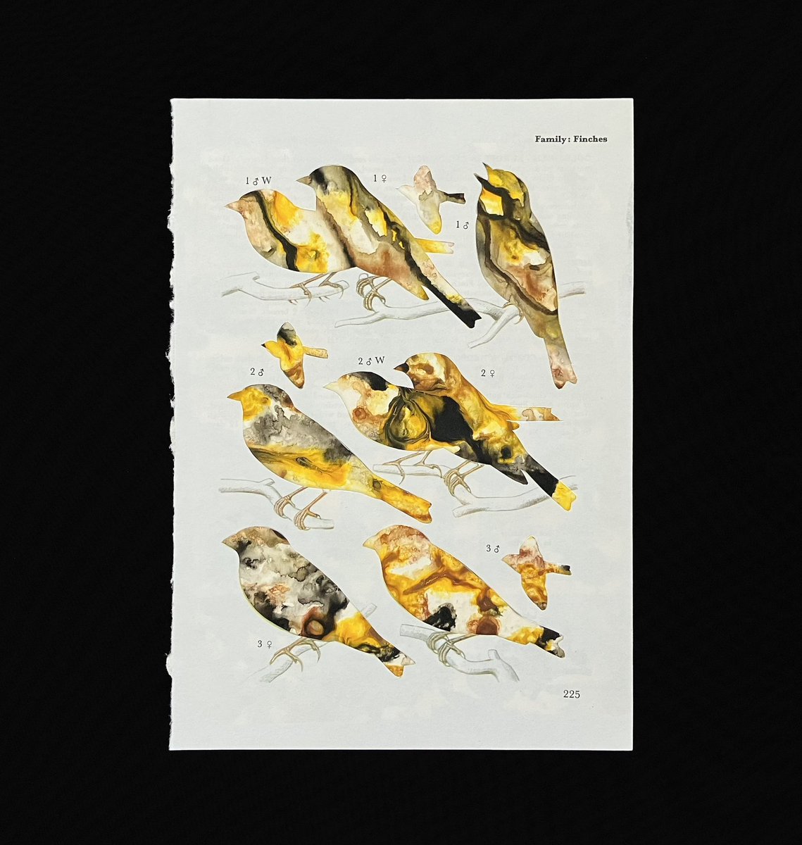 Page From a Bird Book - Colours Run
collage and acrylic 
2022
218x146mm

#birdbook  #collage #colours #colour #birds #birdmarkings #birdidentification #bookpage