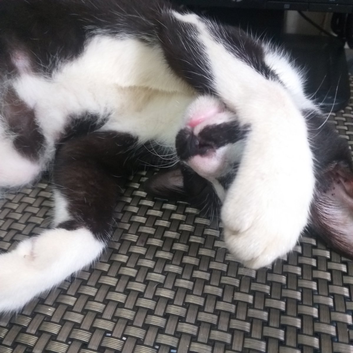 LucidLuxius's tweet photo. 🐈 Here's Tache, she loves disturbing her mommy whenever she's working or having class by sleeping on her desk, rubbing against her, or just jumping around. But is undeniably adorable while doing so 😊

#studytwt #studytwtpets #studyspo https://t.co/w1v5IBdkVL
