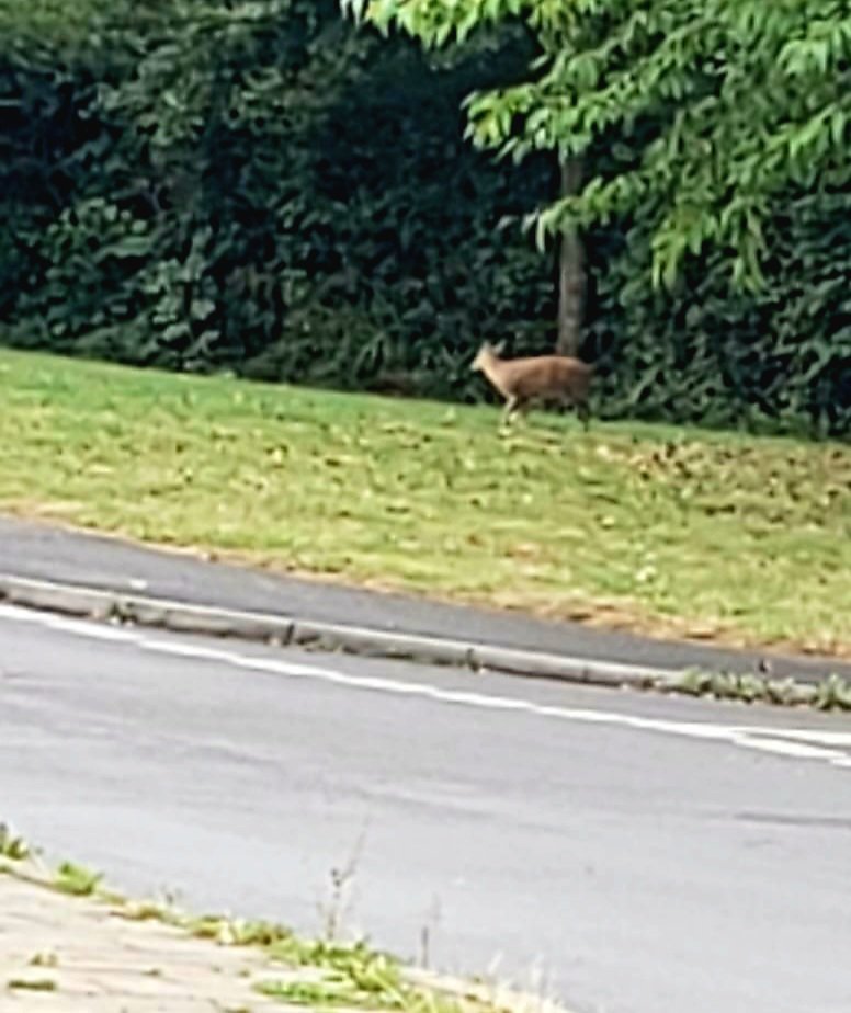 AdamLethbridge's tweet photo. A Madley Park resident spotted on the 214 Witney @woctbuses route, thank you to passenger Angie for the pic!
#communitytransport #localbuses #witney #wildlifewatch #muntjac https://t.co/Vz3L6dX3oU