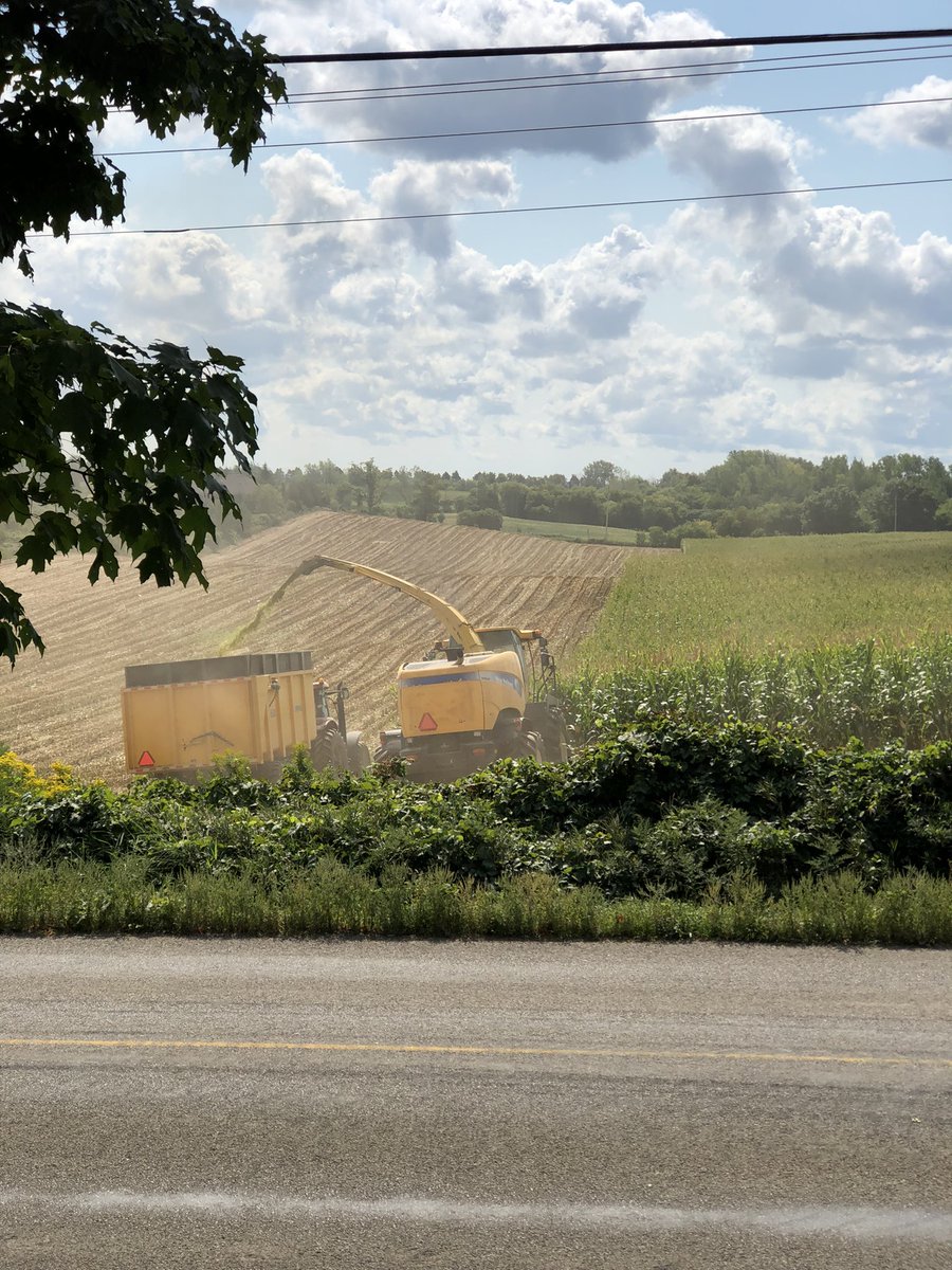 Corn silage, done for the next two weeks to let this batch ferment