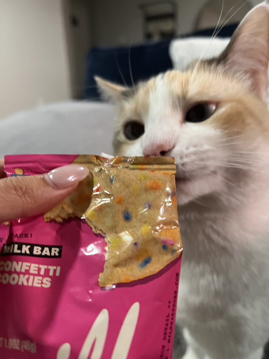 fatfatpankocat's tweet photo. Not for cats!!!! @milkbarstore https://t.co/oOOstDALmO